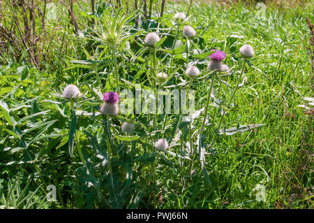 Cirsium eriophorum, the woolly thistle, is a herbaceous biennial species of the genus Cirsium. It is widespread across much of Europe. It is a large,  Stock Photo