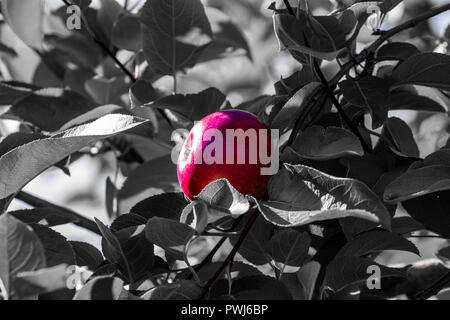 Apple of my eye. Red delicious apple hanging on a tree Stock Photo