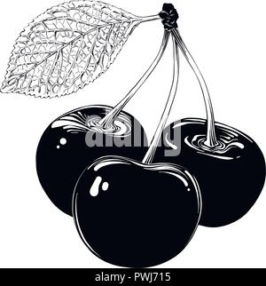 Vector Cherry healthy food. Black and white engraved ink art. Isolated ...