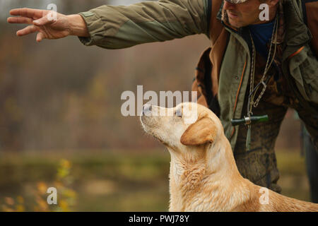 Yellow Labrador Retriever is waiting for the command from the owner to go and fetch a duck Stock Photo