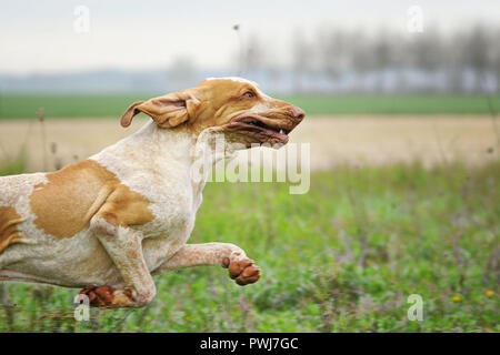 Italian Bracco, ancient italian dog breed, white and orange esemplar, close up during a very fast gallop Stock Photo
