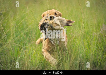Golden retriever working, retrieving a big pheasant in the high grass Stock Photo