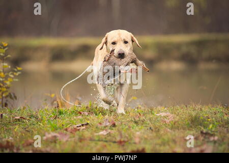 Yellow labrador retriever with a duck in his mouth, retrieving to hunter Stock Photo