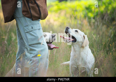 Two yellow labrador retrievers panting during a hunting day in the fields, both with tongue out looking for some water Stock Photo