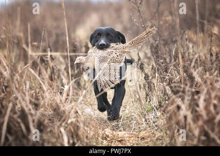 Black labrador retriever retrieving a female pheasant in a country field Stock Photo