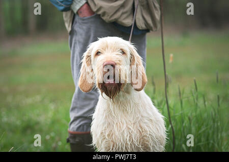 Portrait of a Spinone Italiano, italian dog breed, beautiful gun dog of solid white color Stock Photo