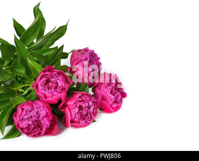 A bouquet of five beautiful peonies on a white background. Stock Photo