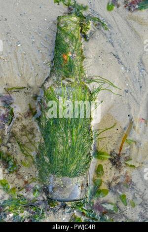 Old dirty glass bottle overgrown with seaweeds on a sandy beach Stock Photo