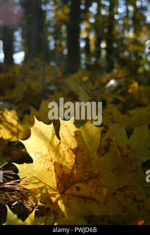 Beautiful yellow fallen autumn maple leaves in sunlight. autumn forest. autumn natural landscape. Autumn Stock Photo