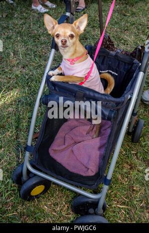 Chihuahua stroller store