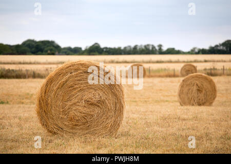 Circular Hay bales, Babraham, Cambridgeshire, England, UK Stock Photo