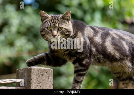 bengal pet cat prowling back gardens. UK Stock Photo