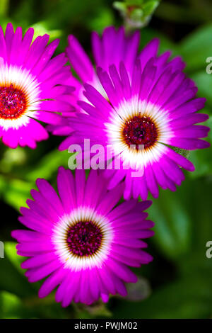 livingstone daisies flourishing in backgarden UK Stock Photo