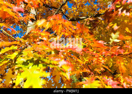 autumn leaves being blown by breeze in sunshine England UK Stock Photo