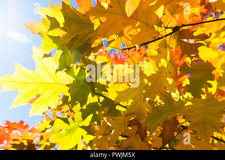 autumn leaves shot Contre-jour in sunshine England UK Stock Photo
