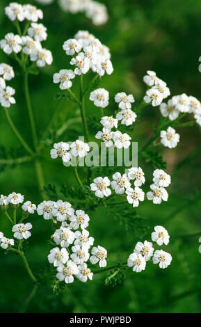 yarrow branch is close up, the part is sharp and the part is blurry, the dark bright green background of the foliage, small white flowers in bloom Stock Photo