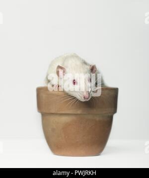 Cute rodent in a emty flower pot - isolated on white background. Stock Photo