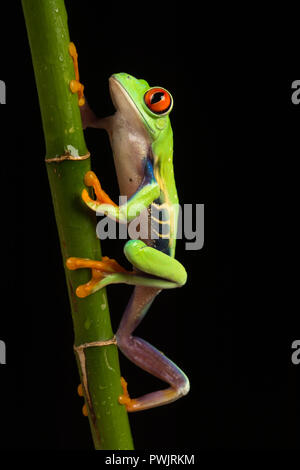 Red-eyed tree frog (Agalychnis callidryas) climbing up a plant stem Stock Photo