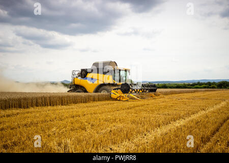 Big yellow combine harvester cuts the grain field. Agriculture in full swing Stock Photo