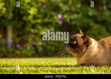 Siam Cat Portrait with blue eyes close up Stock Photo