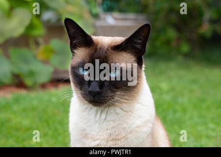 Siam Cat Portrait with blue eyes close up Stock Photo