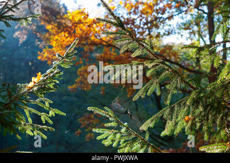 the cobweb on the branches in the sun, the branches of the fir trees in the sunlight Stock Photo