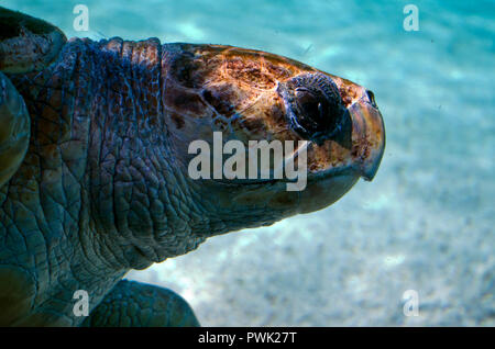 this is a side view of a giant sea turtles swimming Stock Photo