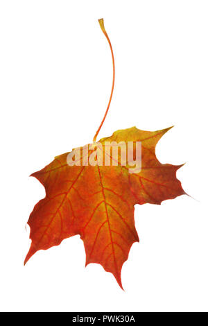 Dry maple leaf of warm autumn shades isolated on white background, closeup Stock Photo