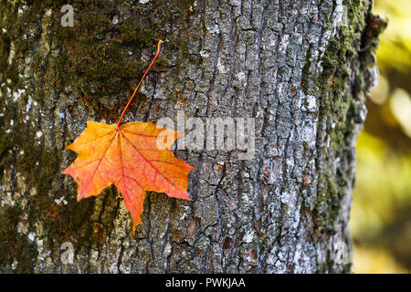 Autumn maple leaf caught on tree bark with copy space, close-up Stock Photo