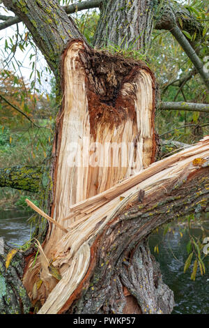 Large branch split away from tree trunk in high winds Stock Photo