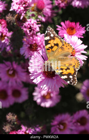 Butterfly Fagus (Tagetes) on perennial Aster flower on a sunny day ...