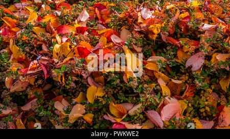 Fallen leaves in autumn from the japanese cherrytree on the still green leaves and flowering of Spiraea japonica 'Nana' or dwarf Japanese spirea. Stock Photo