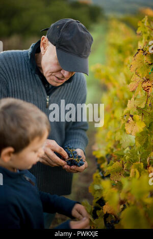 Grandfather teaching grandson about growing grapes. Stock Photo