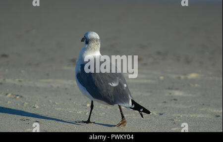 Single seagull walking on beach shore casting shadow Stock Photo
