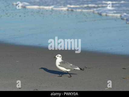 Single seagull walking on beach shore casting shadow Stock Photo