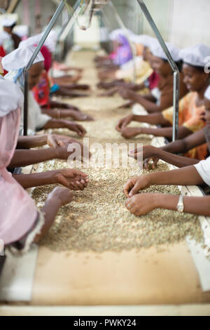 Sitting on either side, rows of women hand select grains from a conveyer belt. Stock Photo