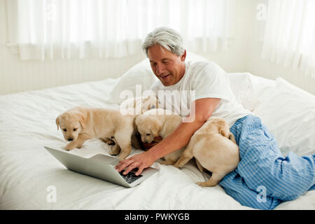 Middle aged man surrounded by Labrador puppies while lying on his bed and using his laptop. Stock Photo