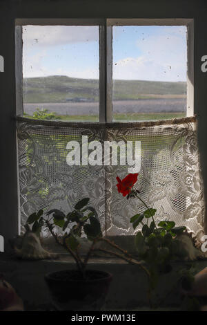 Old farm house window with lace curtain and potted red geranium, partially sunlit, with distant hills visible in background. Kirbuster Farm, Orkney. Stock Photo