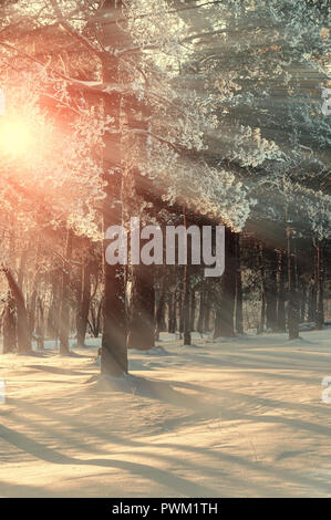 Early winter morning in the forest. Frosty winter trees under bright sunrise winter sunbeams Stock Photo