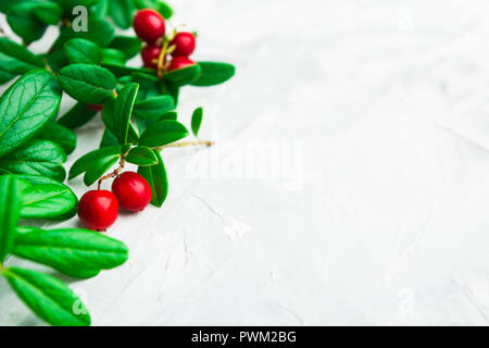 Green fresh leaves with berries on grey background with copy space Stock Photo