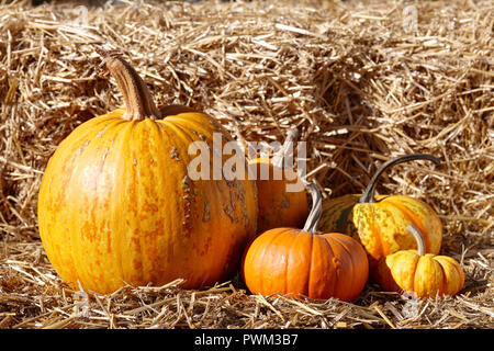 Various halloween pumpkins on stack of hay or straw in sunny day, fall display Stock Photo