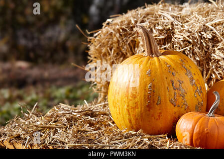 Various halloween pumpkins on stack of hay or straw in sunny day, fall display Stock Photo