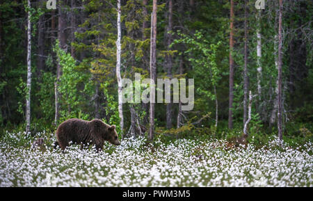 Brown bear on the forest background among white flowers. Summer season Stock Photo