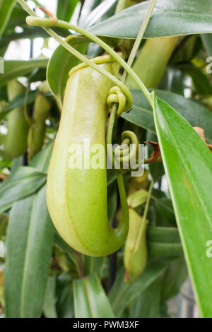 Tropical pitcher plant (Nepenthes distillatoria) native to Sri Lanka Stock Photo