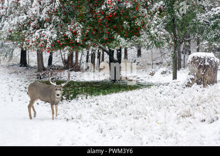 A buck wanders around outside our place in the autumn snow, taken in our back yard, in the East Kootenays, BC, British Columbia, Canada