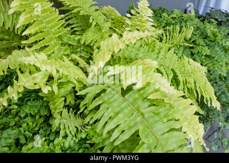 Boston fern, aka sword fern, Boston swordfern, wild Boston fern, tuber ladder fern, fishbone fern (Nephrolepis exaltata) - USA Stock Photo