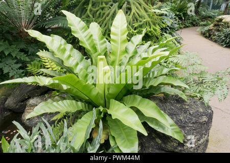 Bird's nest fern, aka Nest fern (Asplenium nidus), native to southeastern Asia Stock Photo
