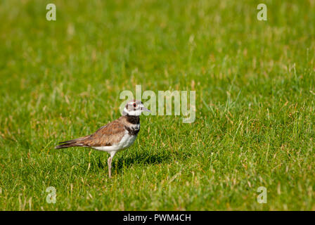 Killdeer (charadrius vociferus)- spring morning in grassy meadow, Aurora Colorado US.. Stock Photo