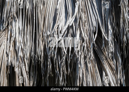 Detail of dead palm leaves Stock Photo