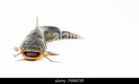 Catfish isolated on white background. Caught in Columbia river, Oregon. Stock Photo